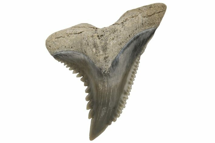 Snaggletooth Shark (Hemipristis) Tooth - Aurora, NC #237959